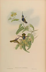 Cephalepis loddigesi = Stephanoxis lalandi loddigesii